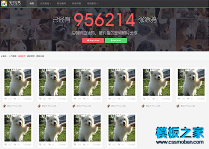 宠物秀简洁大气html5响应式模板